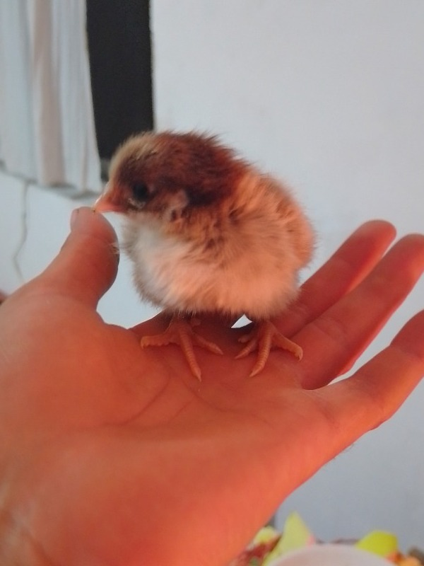 ای بی سی دی