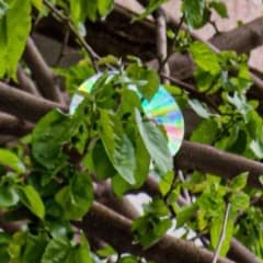 Cd  trees