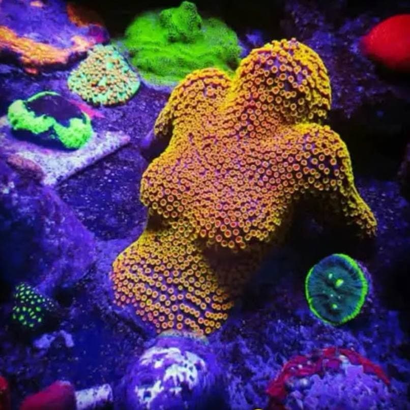 Coral Reef logo